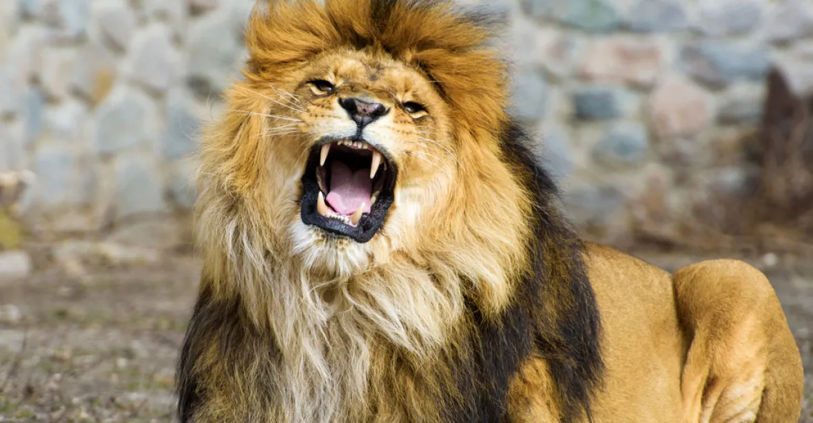 V lipské zoo utekli dva lvi, zahrada musela jednoho zastřelit