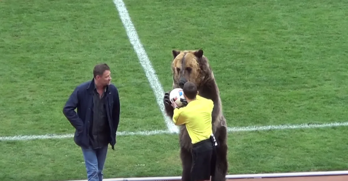 Medvěd musel roztleskávat fotbalové diváky. Video odstartovalo lavinu protestů