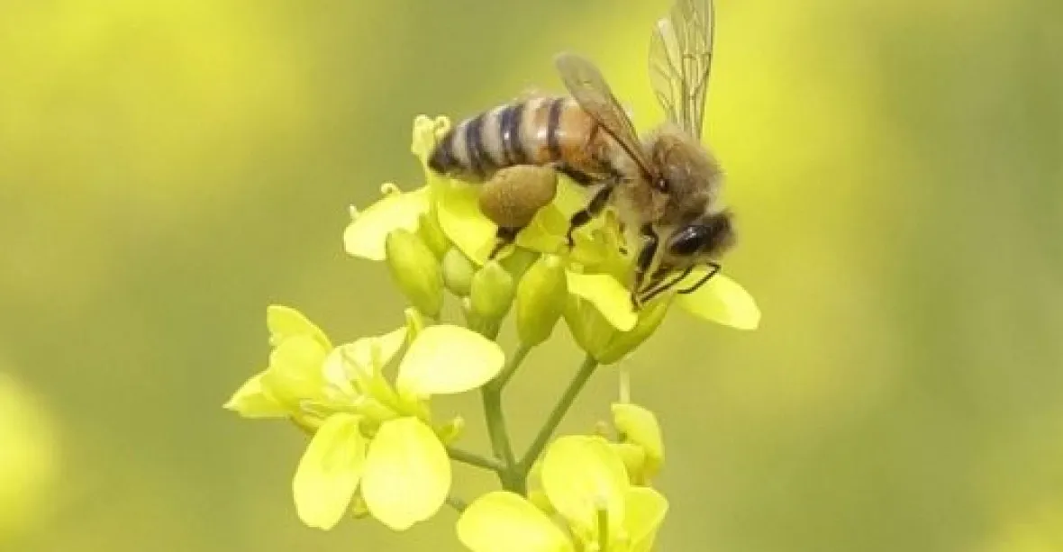Včely umírají v lánech řepky. Pěstitelé jim míchají smrtící koktejl