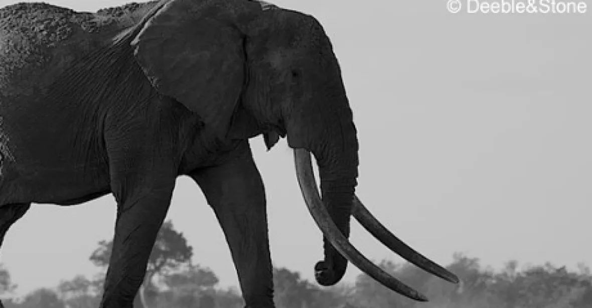 Největšího slona na světě zabili pytláci
