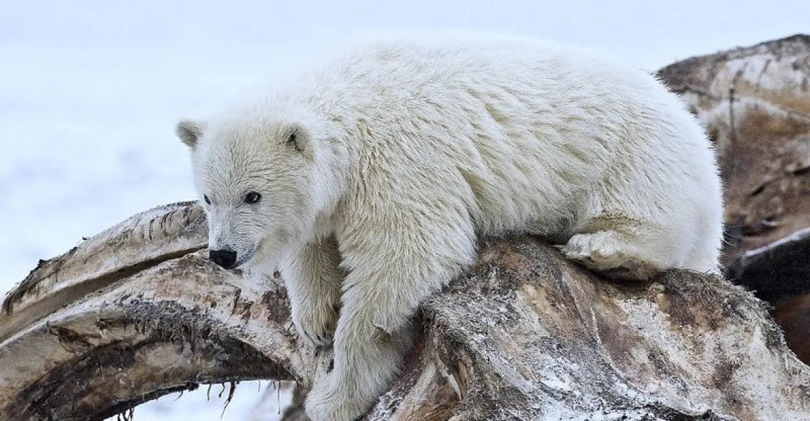 Lední medvědi mizí. Na Aljašce jich ubylo 40 %