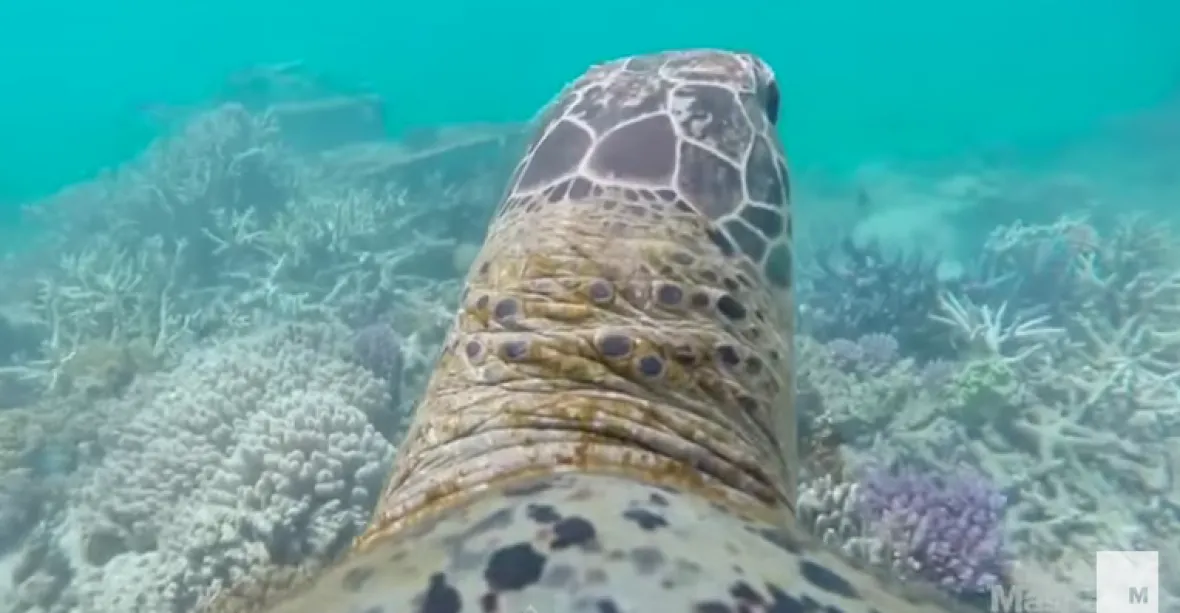 VIDEO: Želva kameramanka. Natočila korálový útes