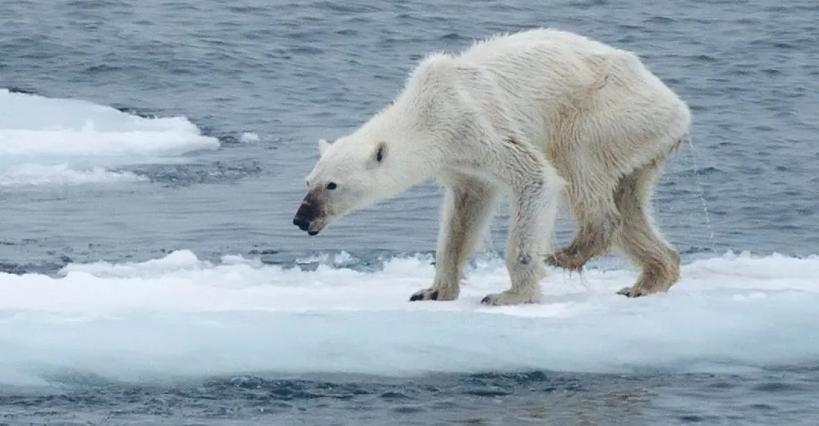 Průvodkyně dojala fotkou vyhublého ledního medvěda