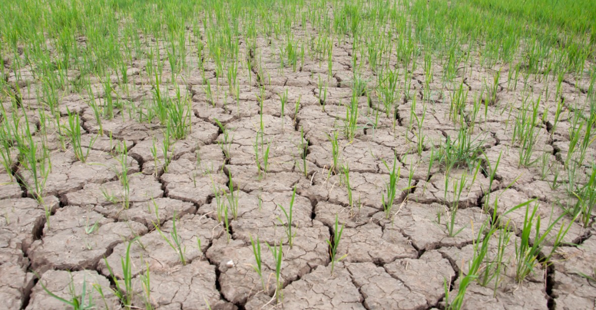 Špatná zpráva: Vedra a sucha ničí globální úrodu obilí
