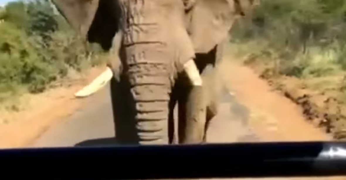 Na Schwarzeneggera při safari v JAR zaútočil slon