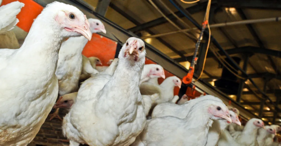 Ptačí chřipka řádí: veterináři nařídili vybít drůbež u ohniska nákazy