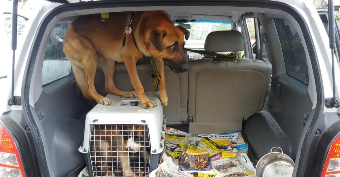 Policisté zachránili z auta týrané psy, museli kvůli nim vymlátit okno