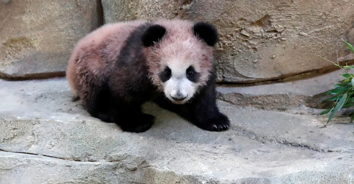 Zoo v Paříži poprvé ukázala první mládě pandy, které se narodilo ve Francii