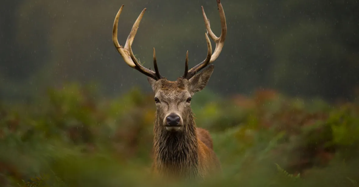 Nechte jelena žít, žádá petice. Národní park ho zřejmě nezabije