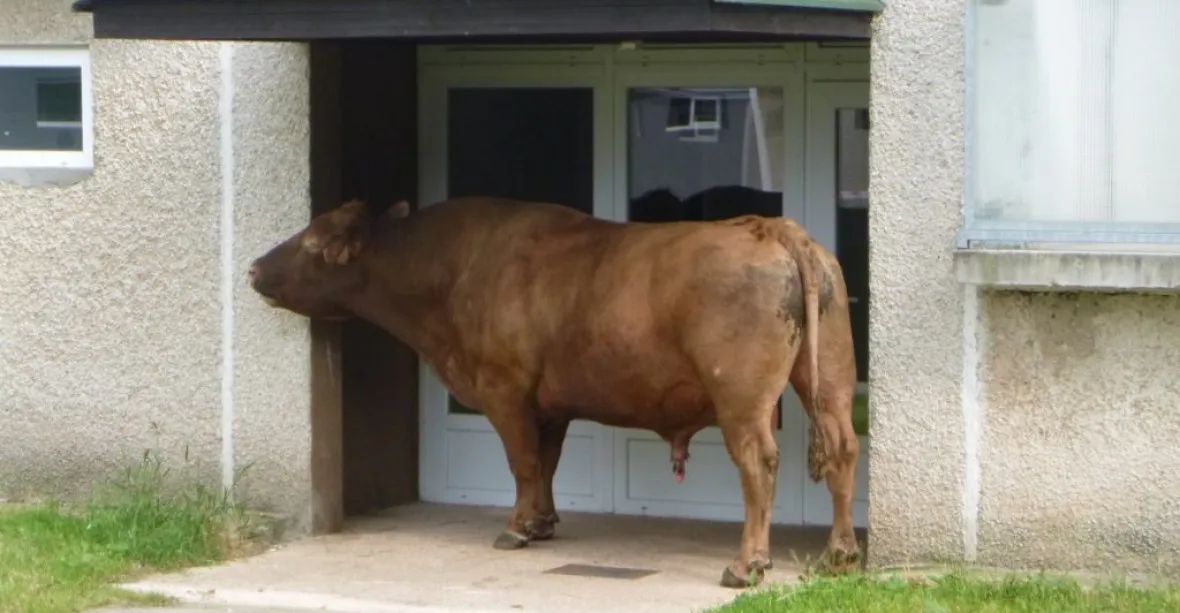 OBRAZEM: Býk utekl z farmy a pásl se mezi trutnovskými paneláky