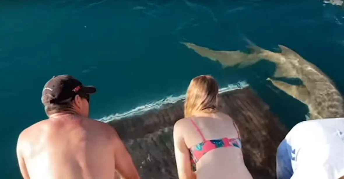 VIDEO: Žena chtěla krmit z ruky žraloka, ten ji stáhl do vody