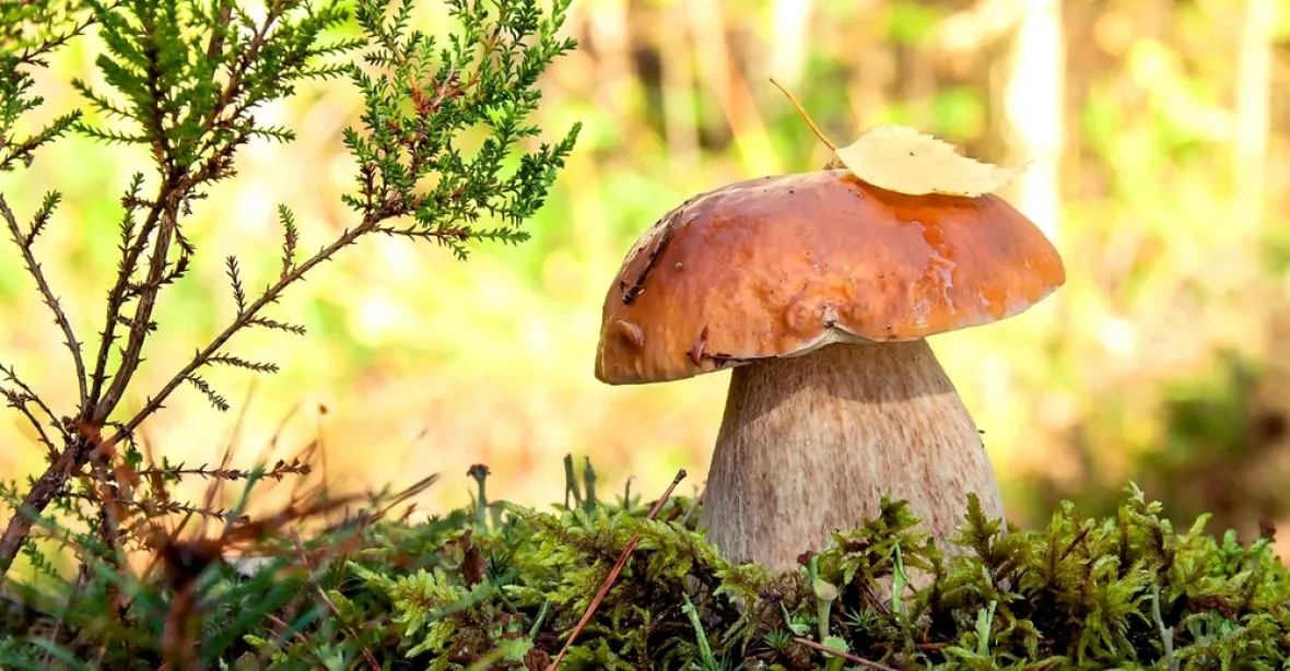 Rozpozná houby. Vědci z ČVUT vytvořili systém, který předčí lidské experty