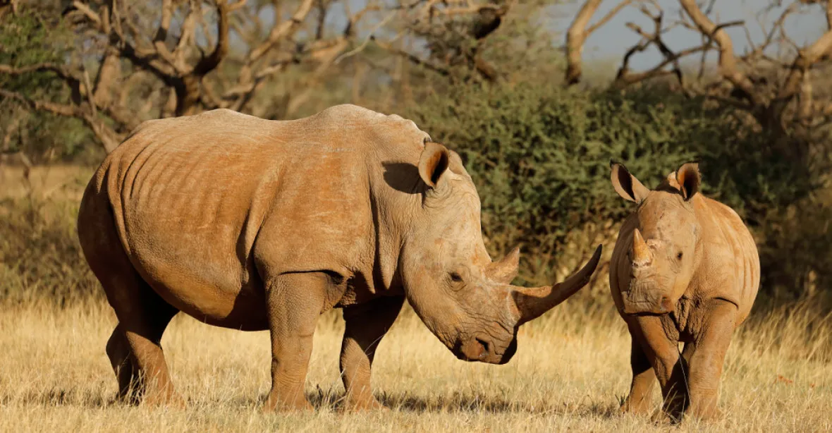 Zachrání vědci nosorožce? Výrazně se tomu přiblížili, účastní se i Češi