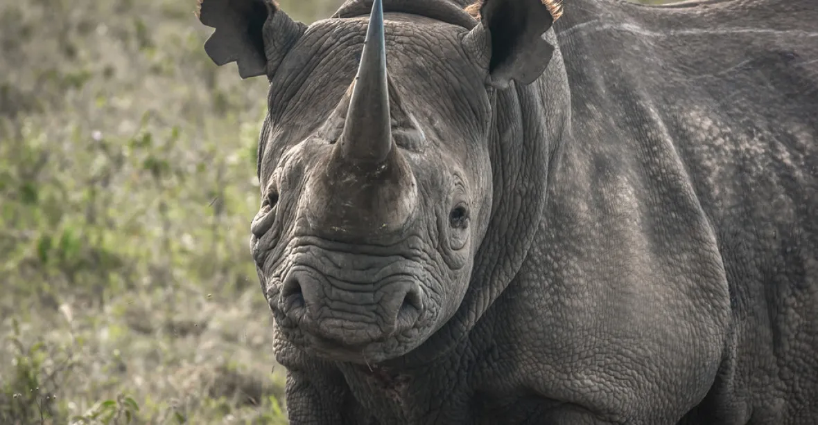 Katastrofa, tvrdí ochránci. Osm kriticky ohrožených nosorožců zemřelo po otravě solí