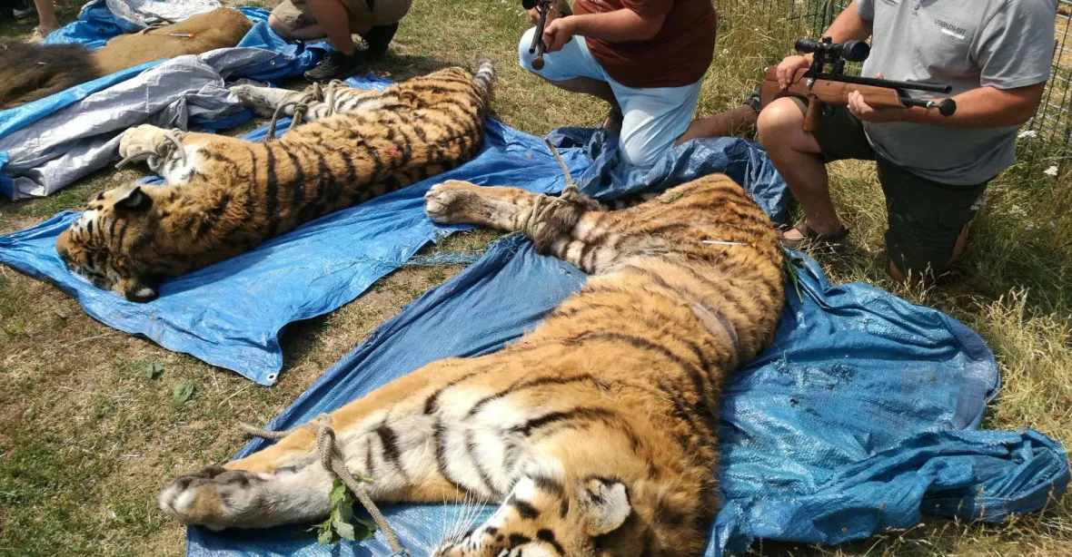 Z bioparku na Hradecku utekli lev a dva tygři