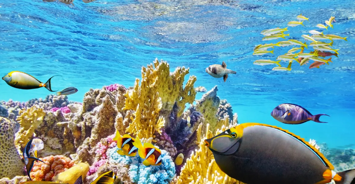 Austrálie chce s pomocí vědců zachránit Velký bariérový útes