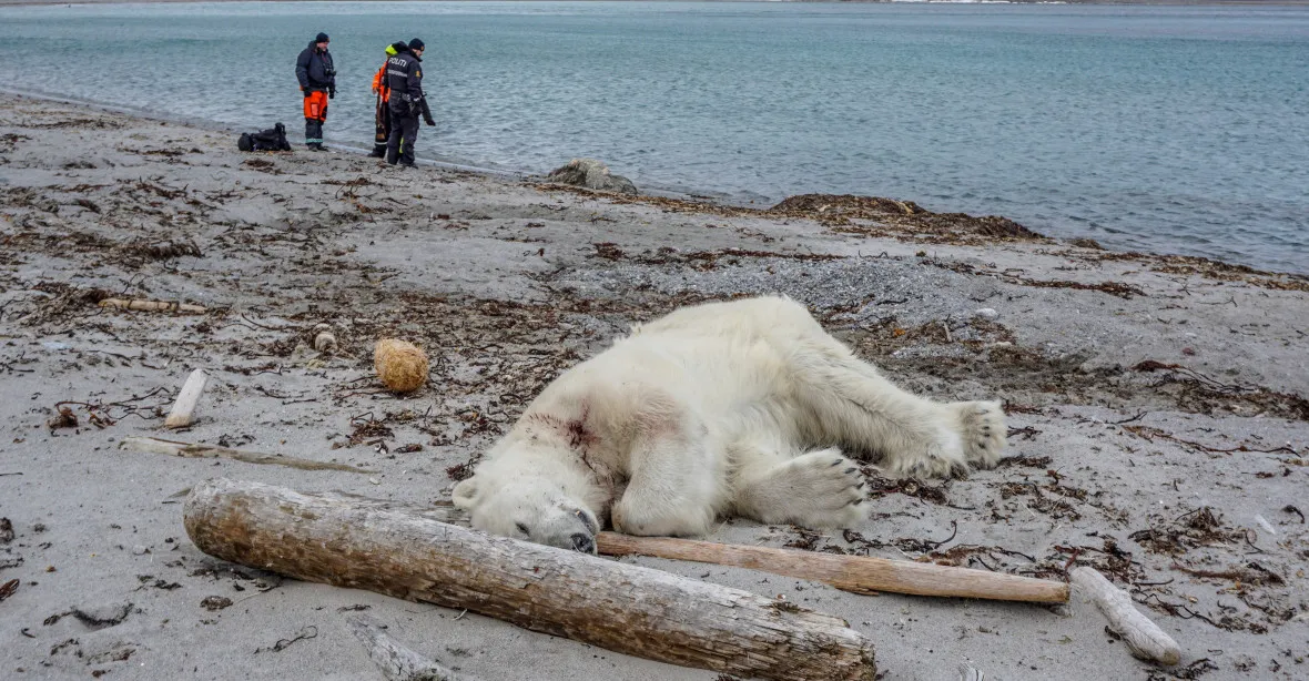 Ochránce turistů při zážitkové jízdě zastřelil ledního medvěda