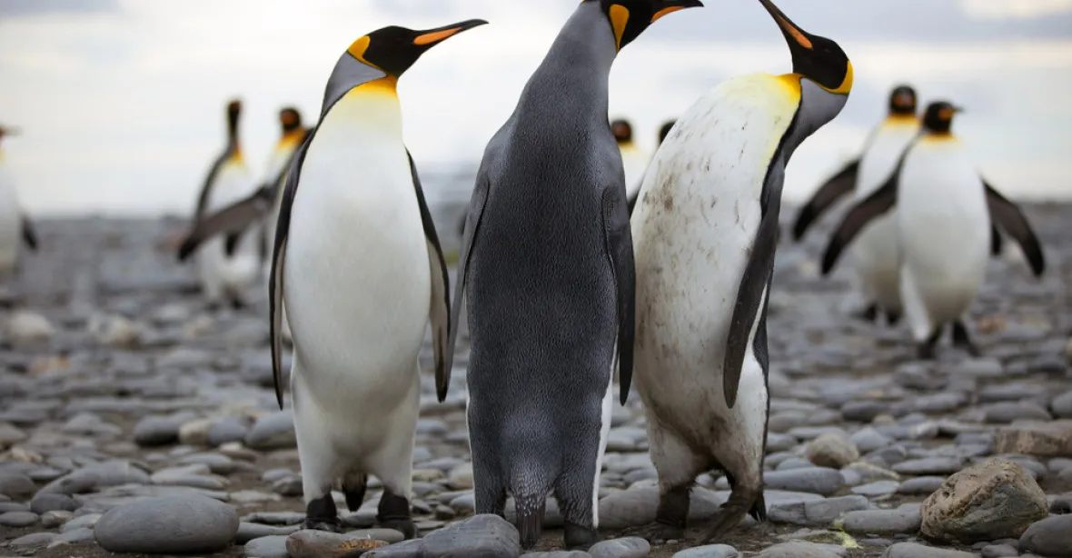 „Deprimující.“ Největší kolonie tučňáků královských na světě poklesla o 90 %