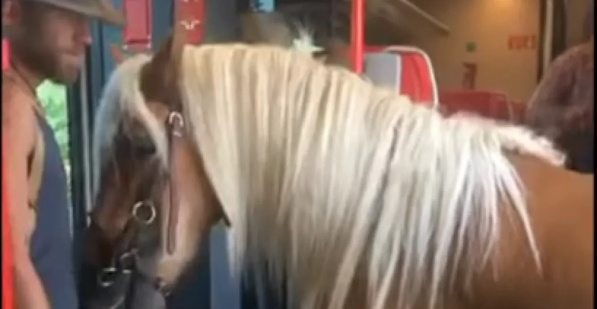 VIDEO: Taková letní story. Může jezdit kůň ve vlaku? Bdělý průvodčí zasáhl