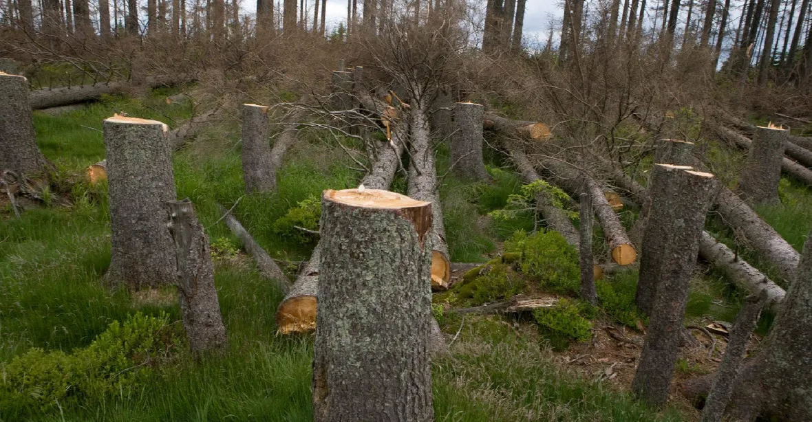Majitelé lesů s kůrovcem jsou v tragické situaci. Ať stát pomůže, žádají senátoři