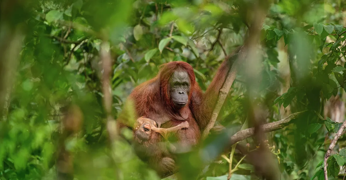Fotografií roku je orangutan s umírajícím mládětem, bodoval i Babiš s Prchalem