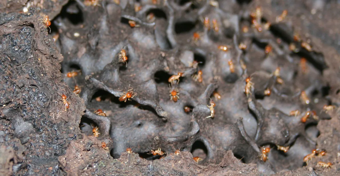 V Brazílii objevili obří „město“ termitů. Rozkládá se na ploše velké jako Británie