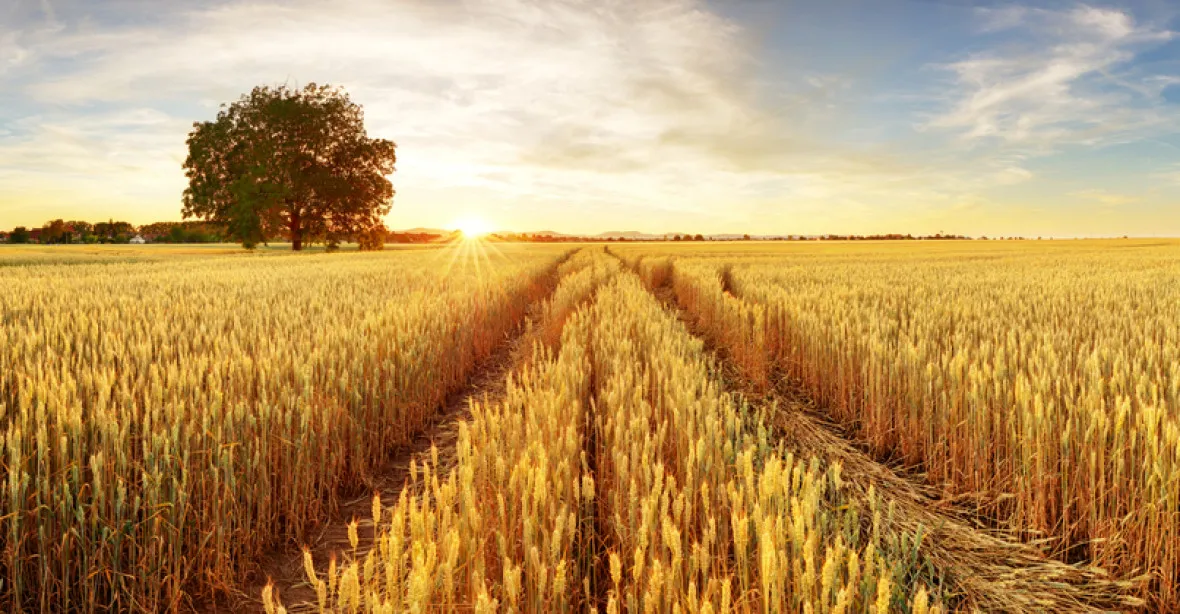 Pšenice v Evropě není odolná vůči změnám klimatu, výnosy z ní se sníží