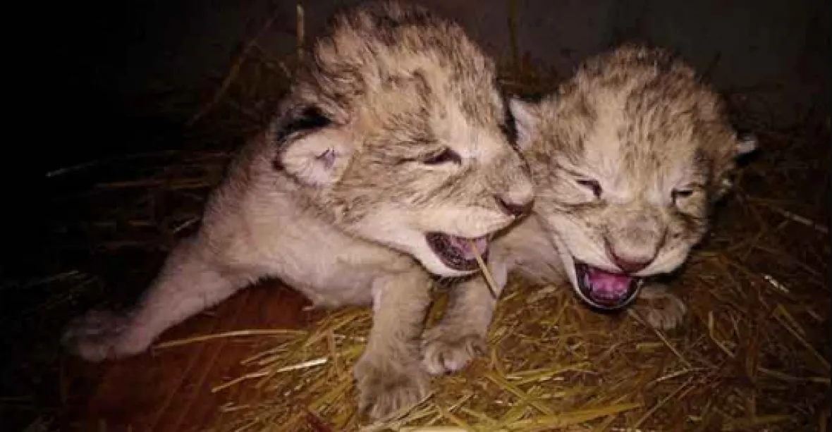 Vzácná lvíčata v liberecké zoo uhynula, žila jen několik týdnů