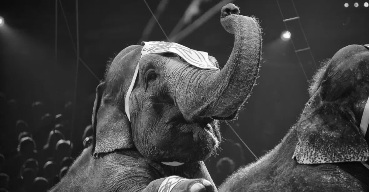 Plošný zákaz drezury zvířat v cirkusech zřejmě nebude. Smůlu mají tygři na vodítku či mazlící zoo