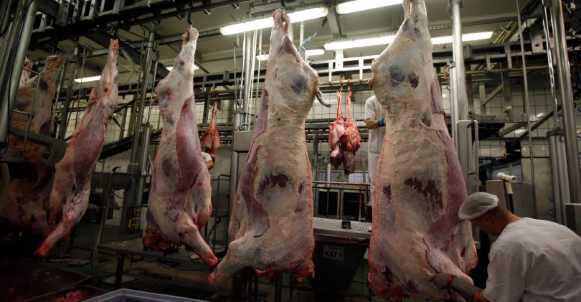 Česko zvažuje zákaz dovozů hovězího masa z Polska