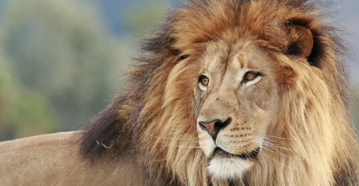 Muže na Vsetínsku usmrtil lev. Jeho chov veterináři opakovaně nepovolili