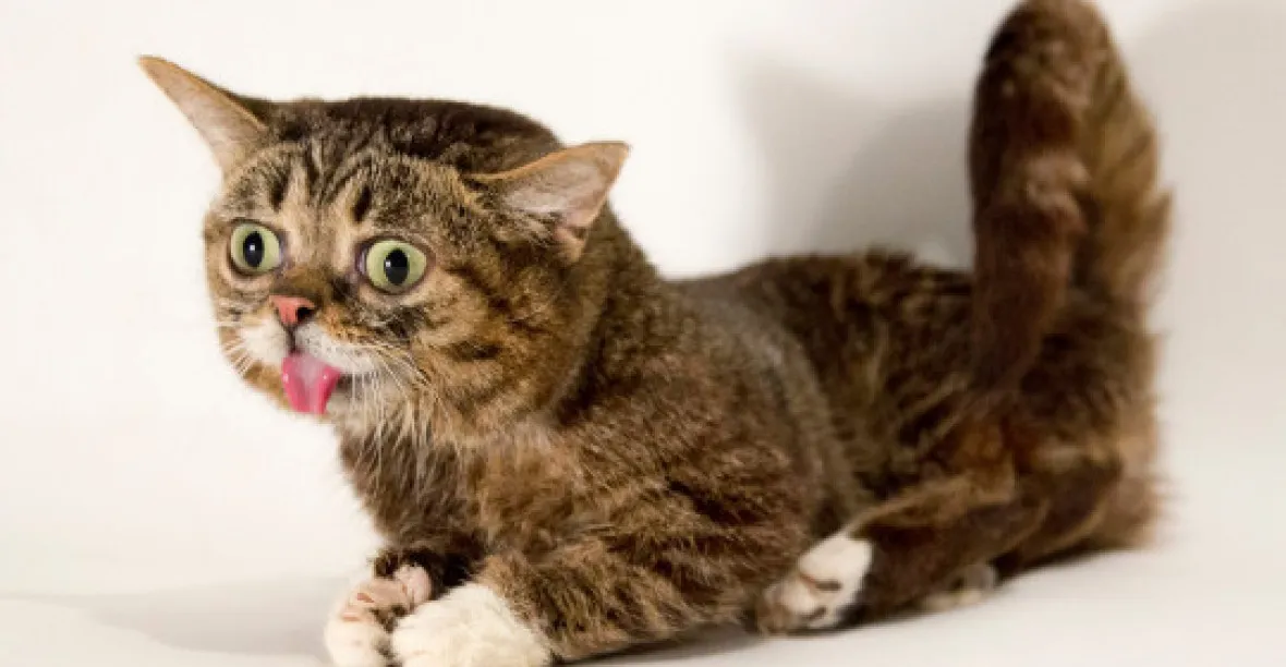 Záhada slavné internetové kočky objasněna. Za šokovaný výraz může porucha DNA