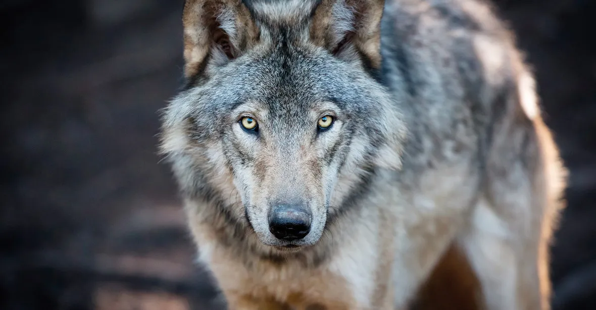 Návrat vlka. V Polsku už jich je 1400 a na Slovensku nejméně 500