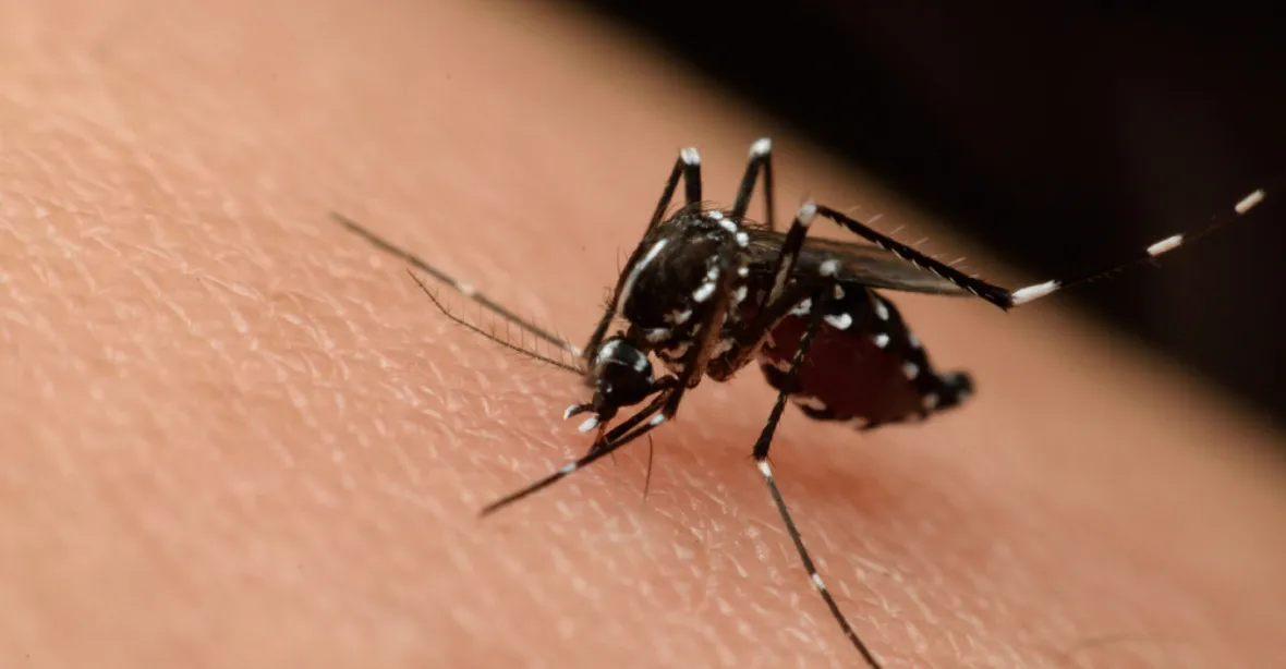 Klimatické změny mohou do Evropy přinést nemoci přenášené komáry