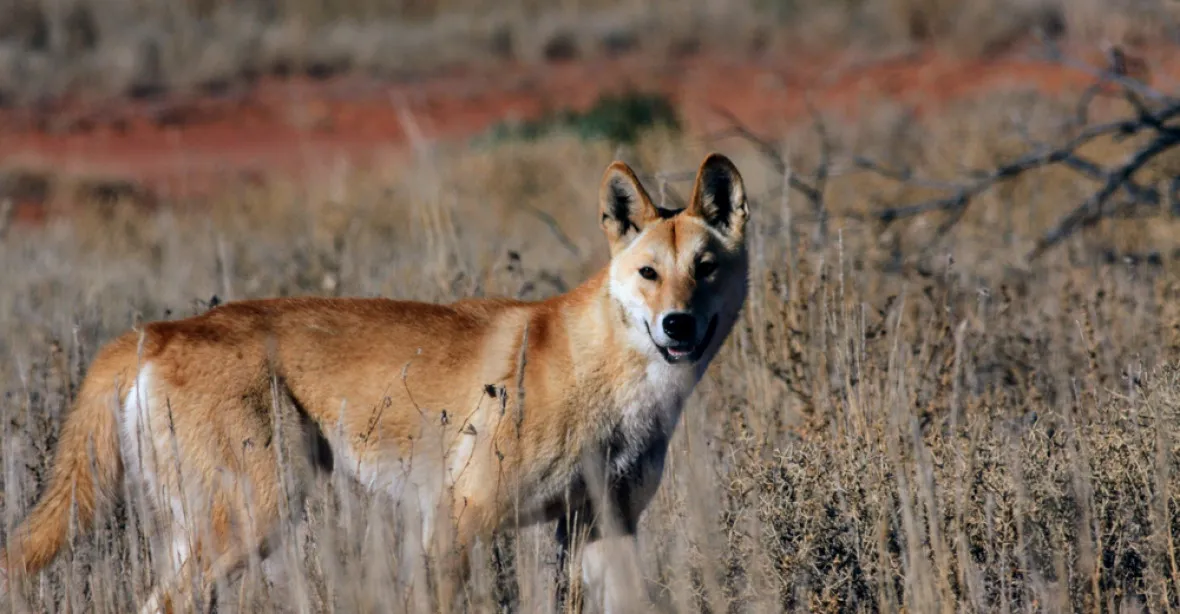 Australské batole chtěla odvléct tlupa psů dingo. Zachránil jej jeho otec