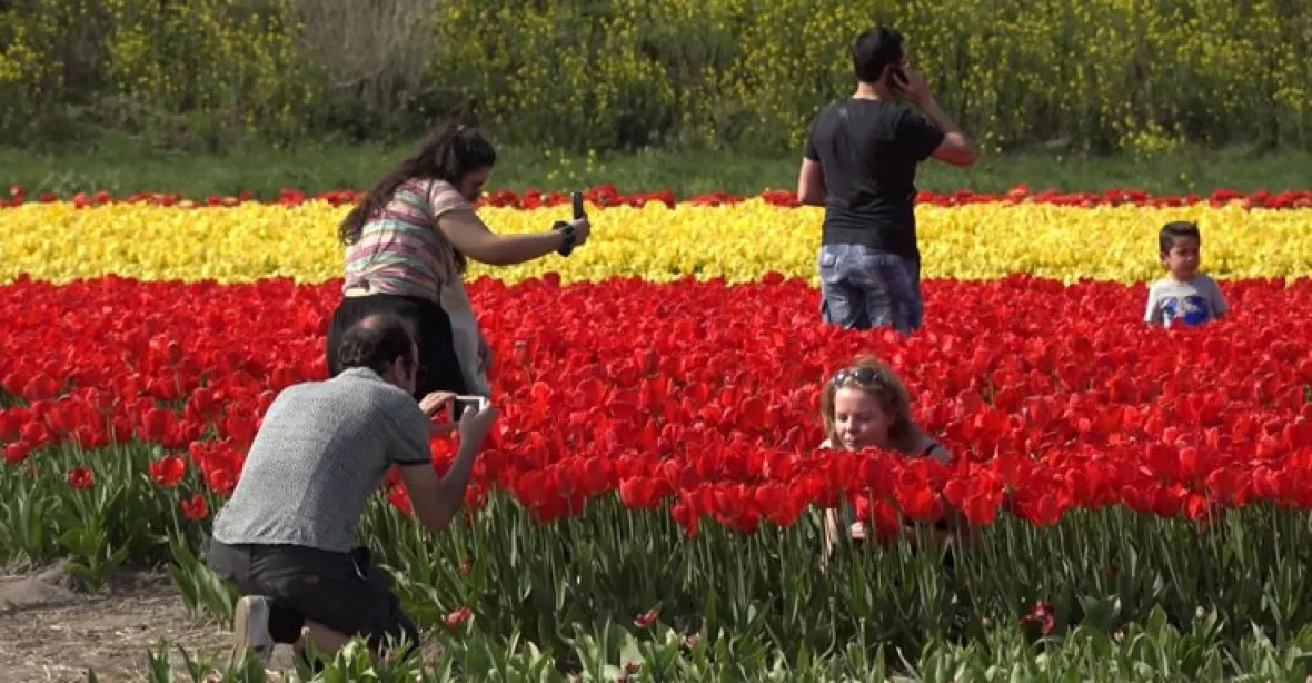 Selfíčkoví predátoři a ničitelé. Touha po dokonalé fotografii mezi tulipány trápí holandské pěstitele
