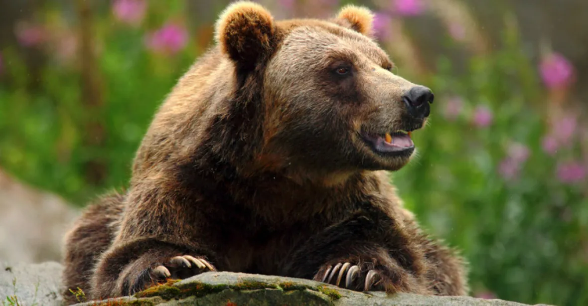 Beskydská medvědice je říjnovou šelmou ze Vsetínska, potvrdily DNA testy