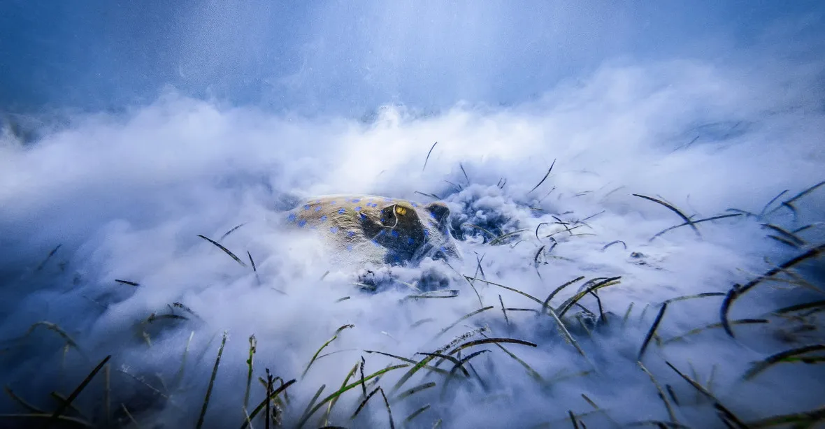 FOTOGALERIE: Nejkrásnějším českým fotkám přírody letos vévodila snídající trnucha