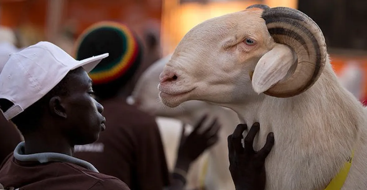 Beran za téměř dva miliony Kč. Lidé v Senegalu třou bídu, za luxusní ovce ale utrácí jmění