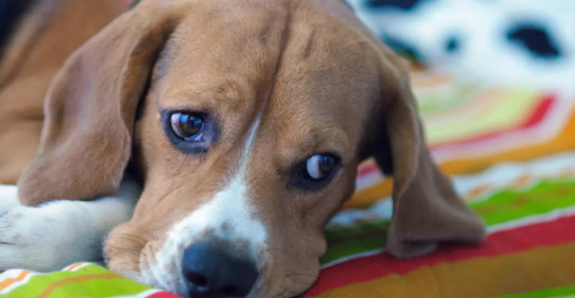 Psi si podle vědců vyvinuli „lidské obočí“. Díky tomu dělají „psí oči“