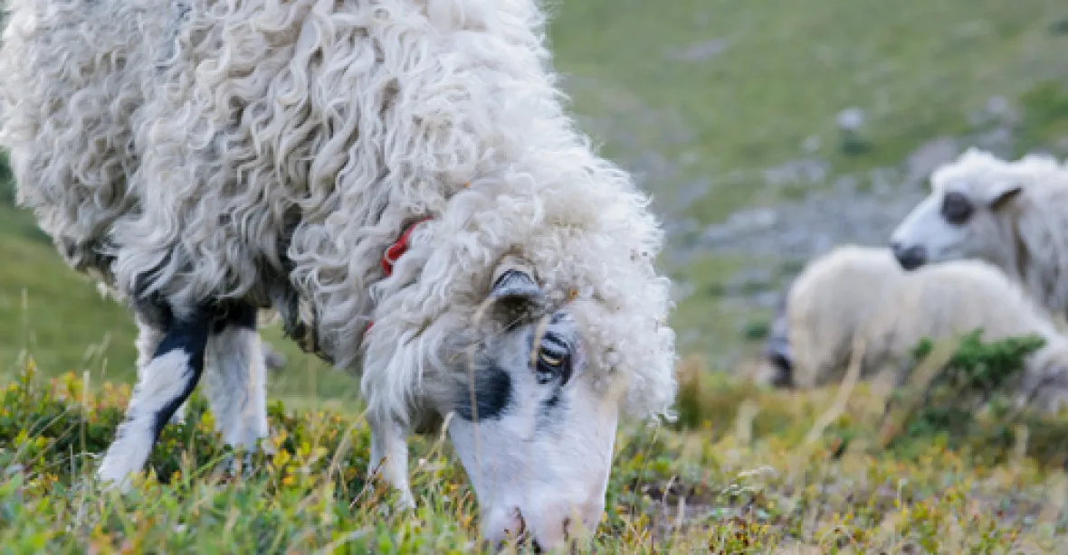 Krutý masakr ovcí v Alpách. Na 180 jich uhynulo po pádu ze srázu