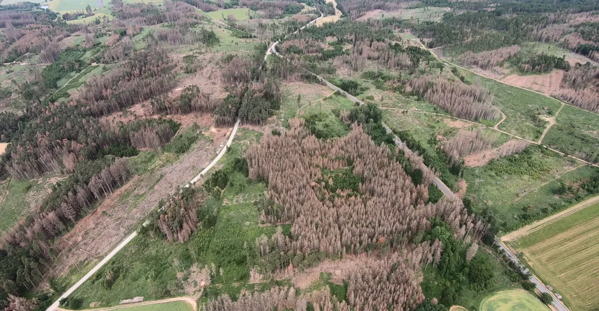 Ohromující video: Kůrovec sežral české lesy, některé jsou nenávratně ztracené