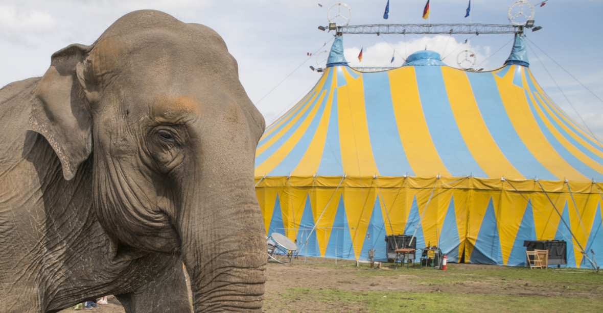 Dánská vláda koupí čtyři poslední slony z místních cirkusů, zaplatí 38 milionů