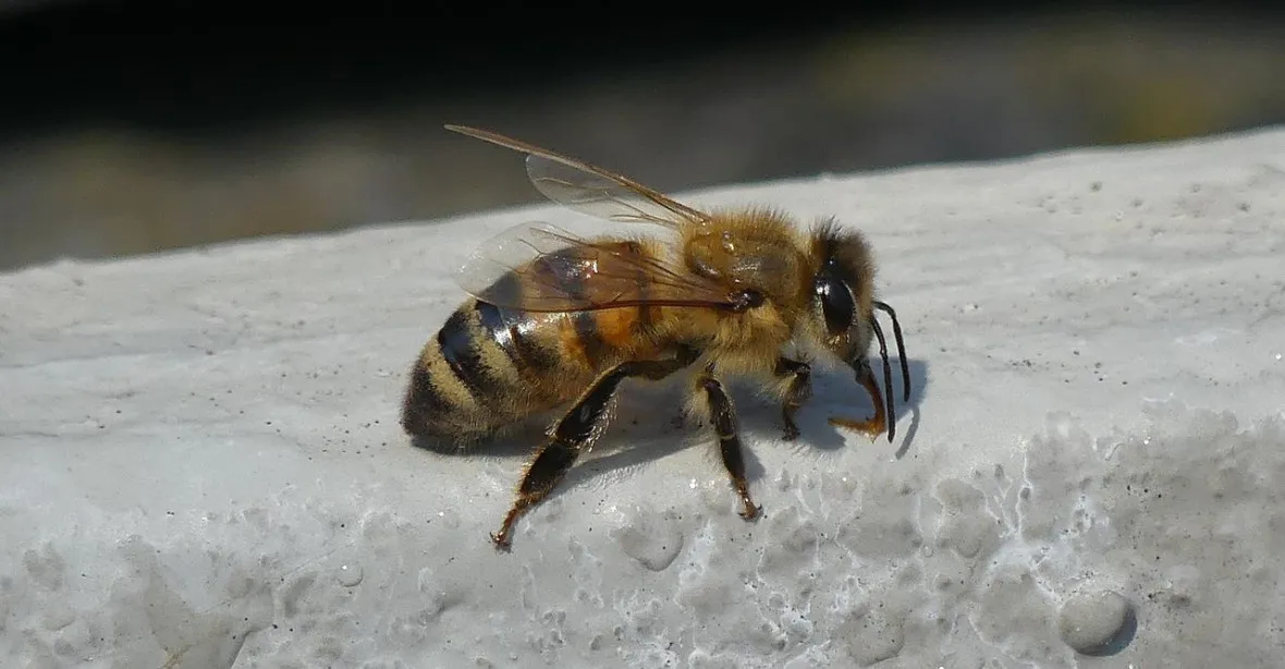 Včely byly prohlášeny za nejdůležitější organismus na planetě. Přitom jsou v ohrožení