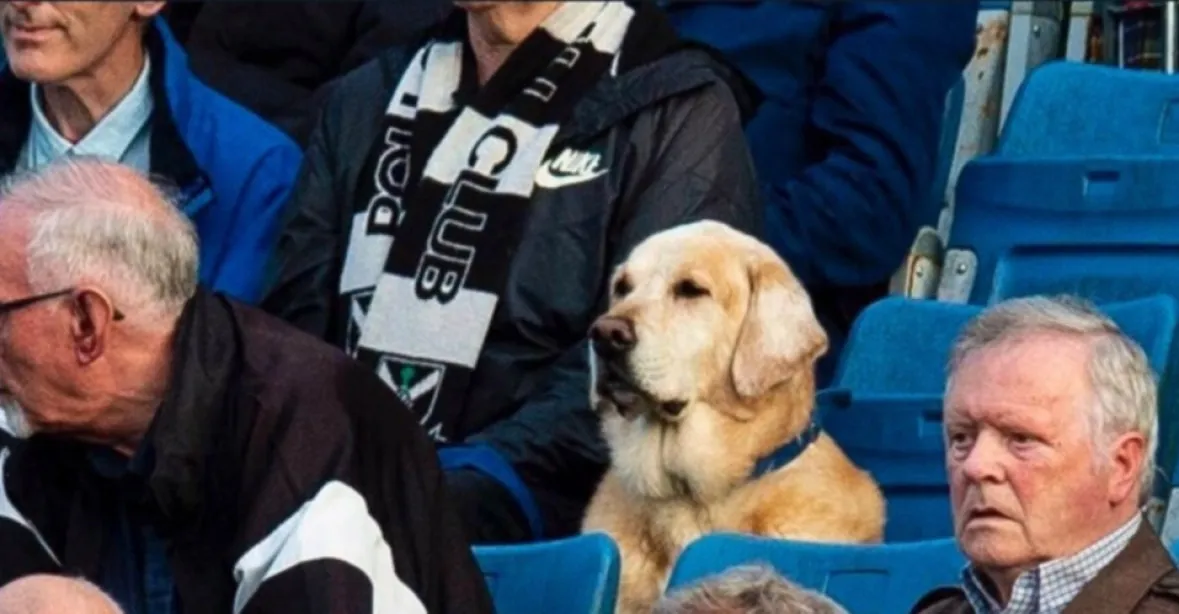 VIDEO: Pes sedí na tribuně za každého počasí. Získá čestné členství ve fotbalovém klubu