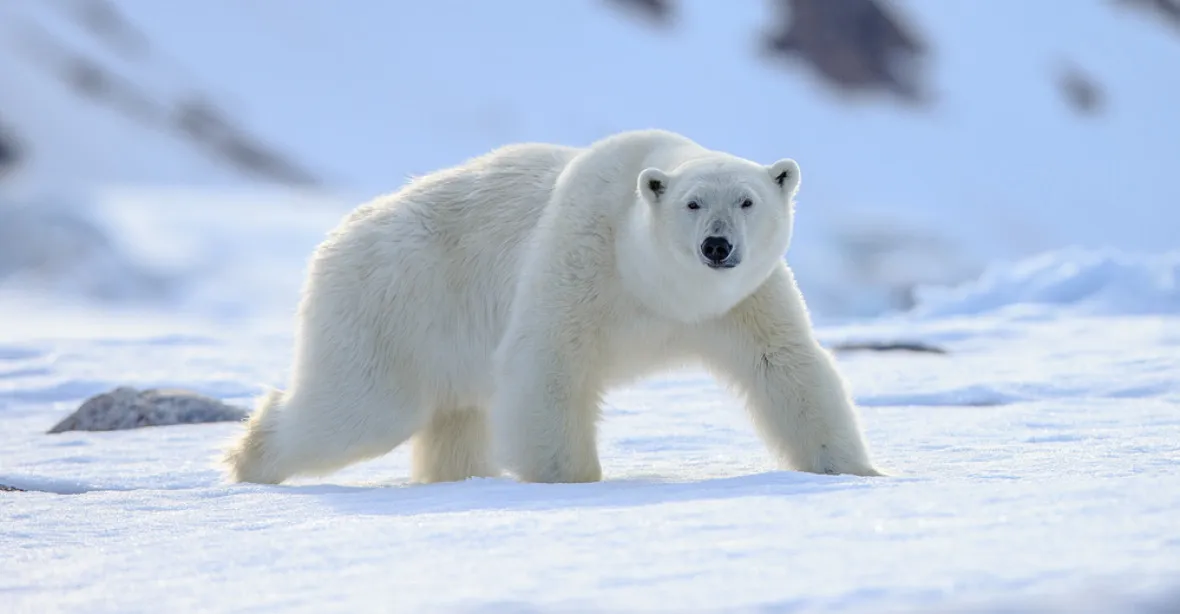 Ledním medvědům se daří lépe, napsala známá zooložka. Univerzita se s ní rozloučila