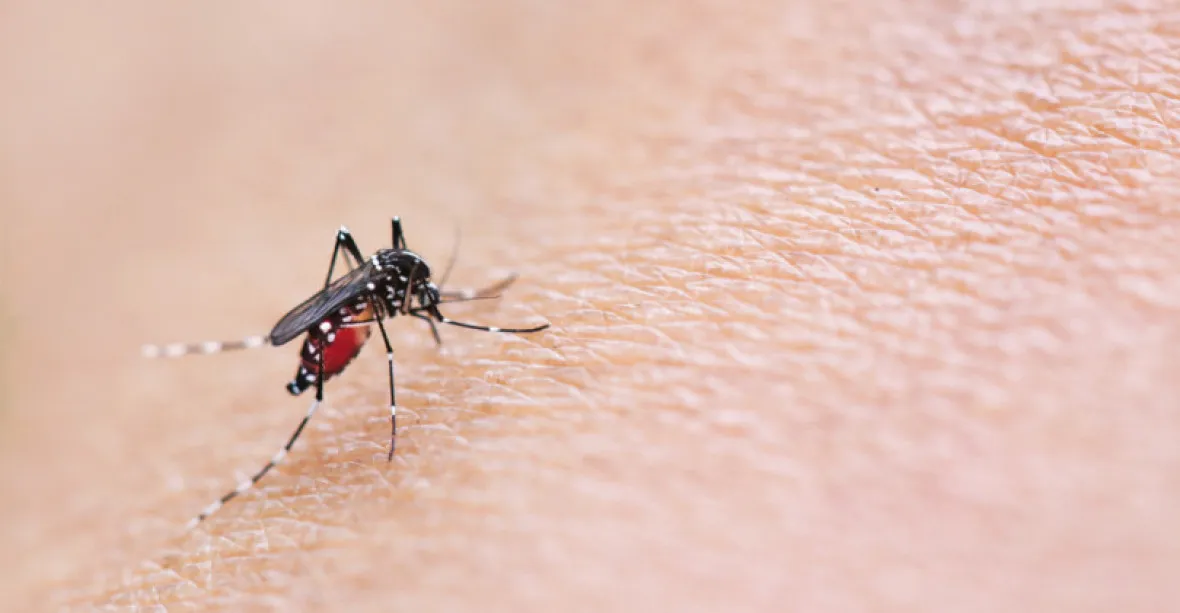 Konec malárie? OSN začala pracovat na vymýcení chorob vypuštěním sterilizovaných komárů