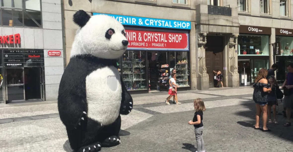 Tunisan si za stovku najal bezdomovce, aby nosil zakázaný kostým pandy