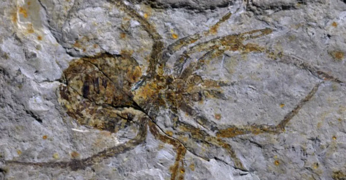 Čínští vědci se chlubili fosílií nevídaného pavouka. Šlo o přemalovaného raka