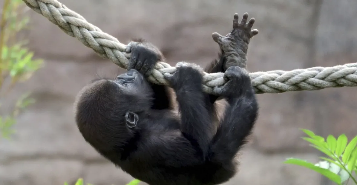 Nebeské lampiony přinesly smrt desítkám opic v zoo v německém Krefeldu. Uhořely